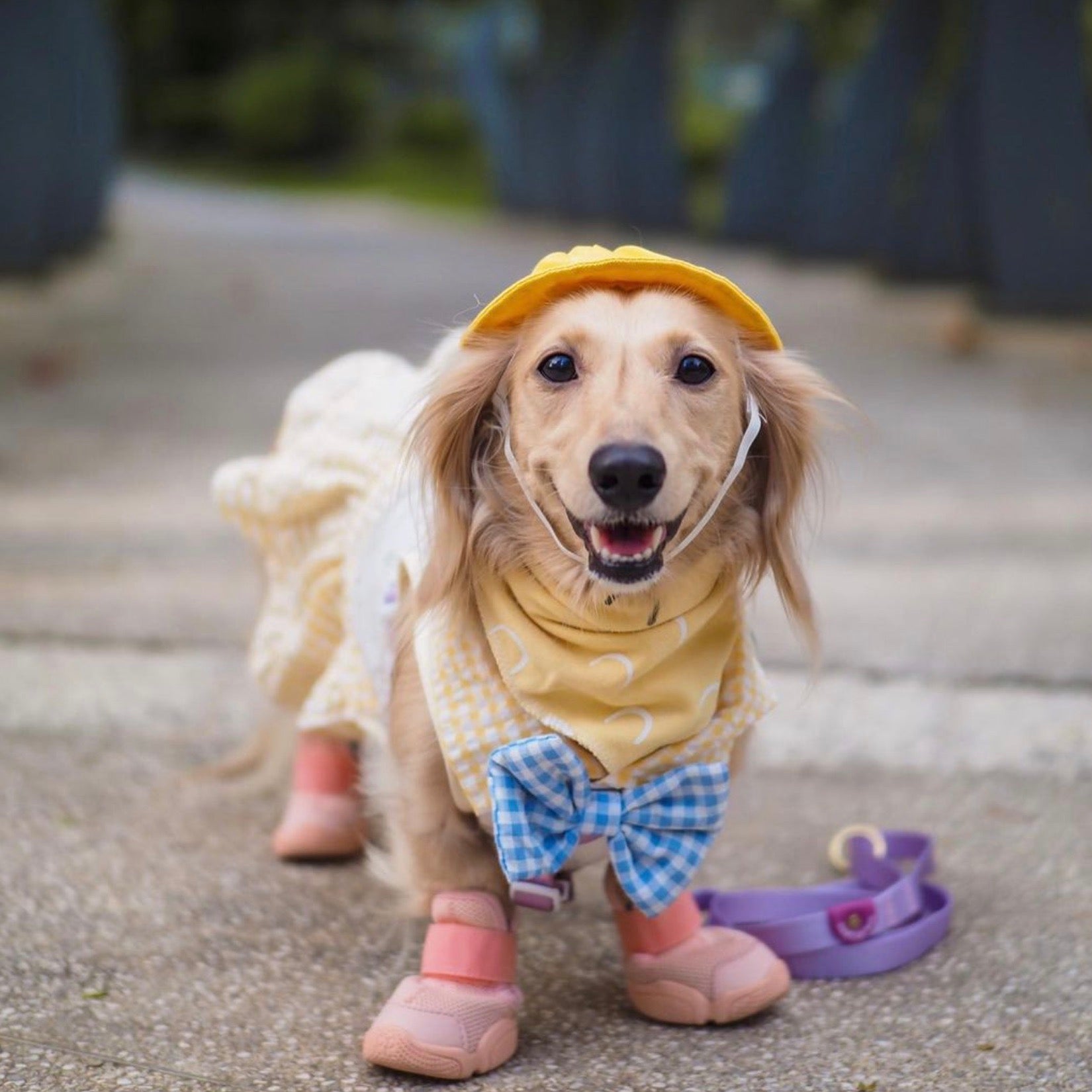 海外犬服 高品質なインポートのドッグウェア通販 