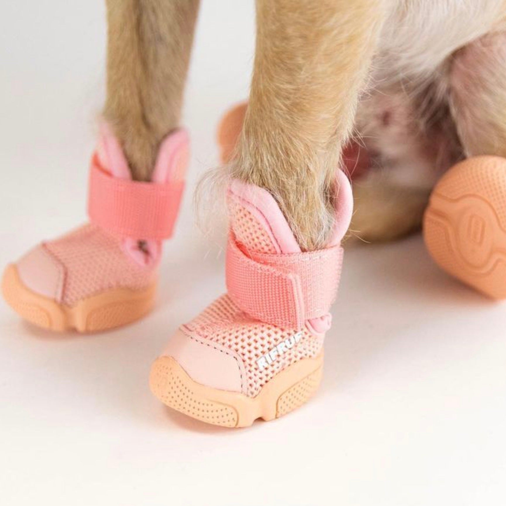 海外犬服 高品質なインポートのドッグウェア通販 