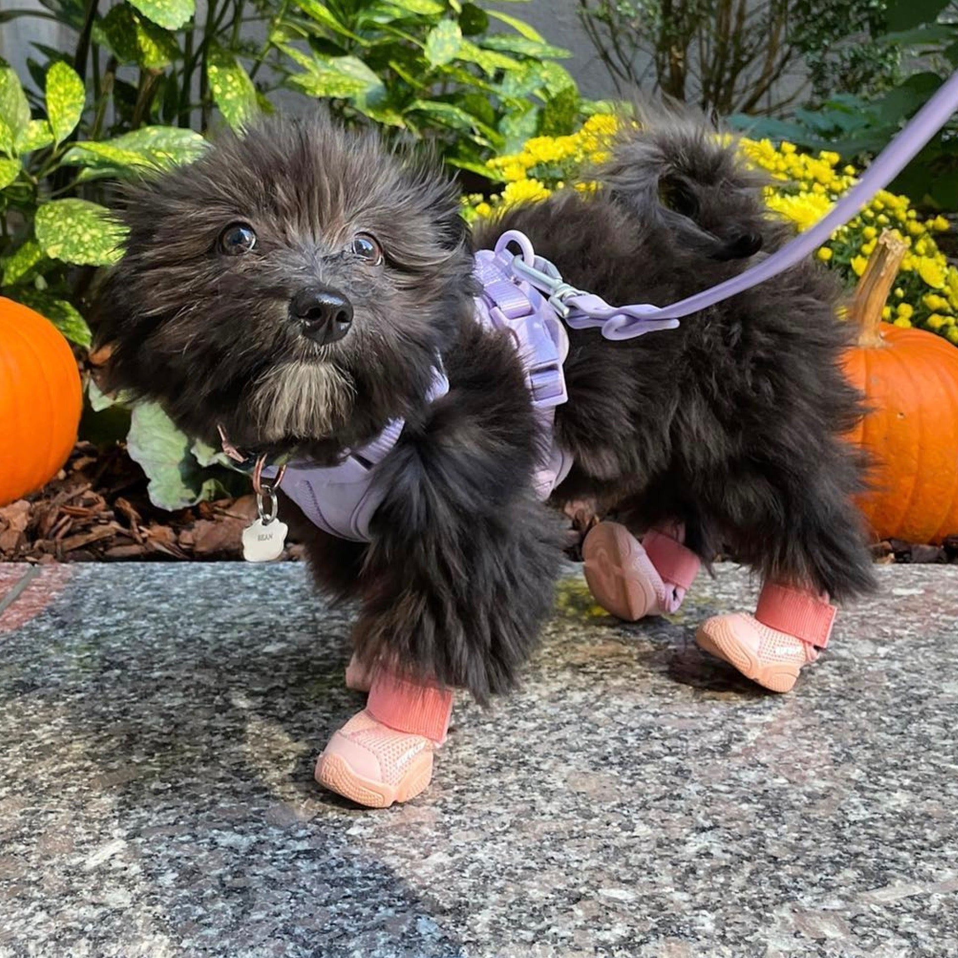 海外犬服 高品質なインポートのドッグウェア通販 