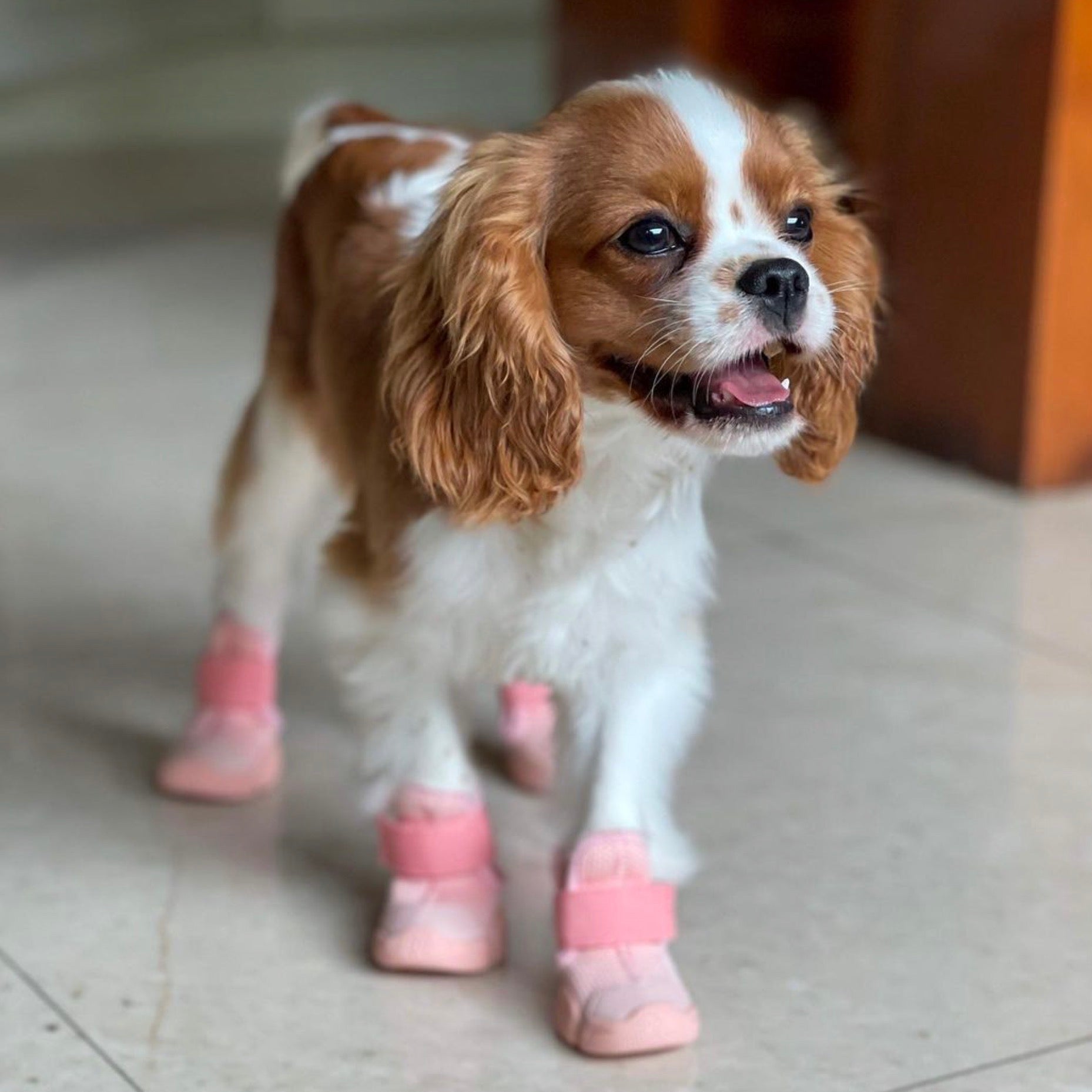 海外犬服 高品質なインポートのドッグウェア通販 