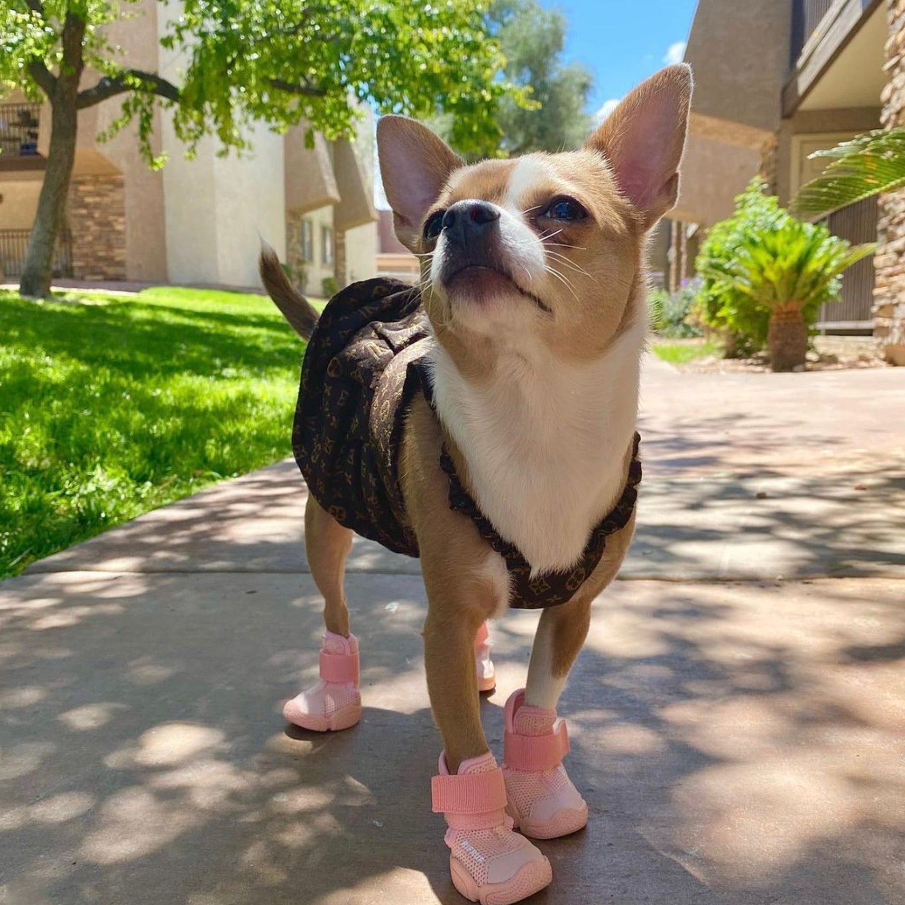 海外犬服 高品質なインポートのドッグウェア通販 