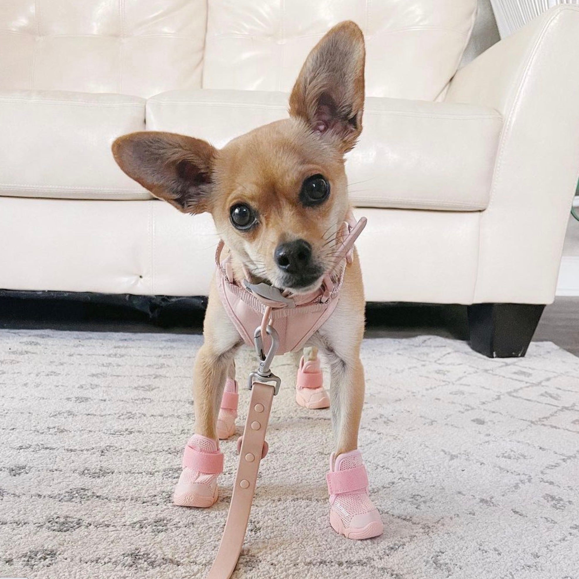 海外犬服 高品質なインポートのドッグウェア通販 