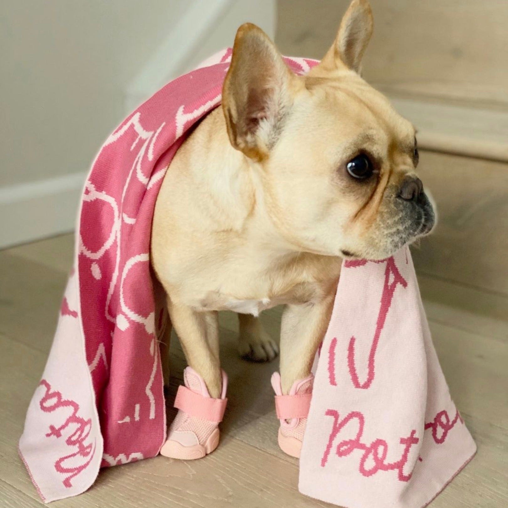 海外犬服 高品質なインポートのドッグウェア通販 