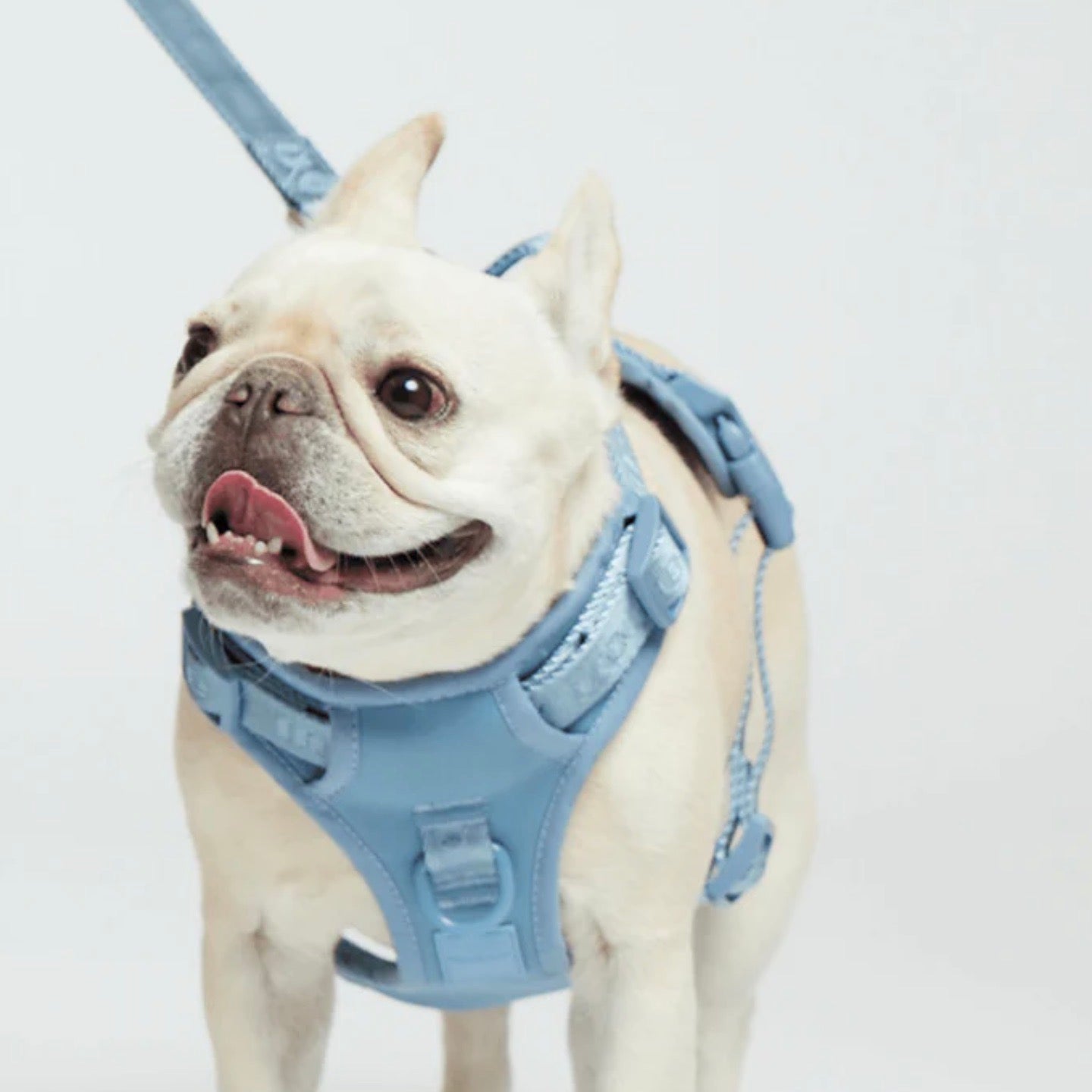 海外犬服 高品質なインポートのドッグウェア通販 