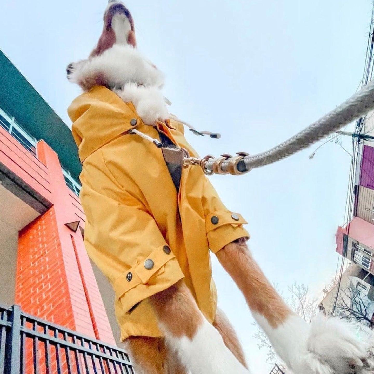 海外犬服 高品質なインポートのドッグウェア通販 海外犬服 高品質なインポートのドッグウェア通販