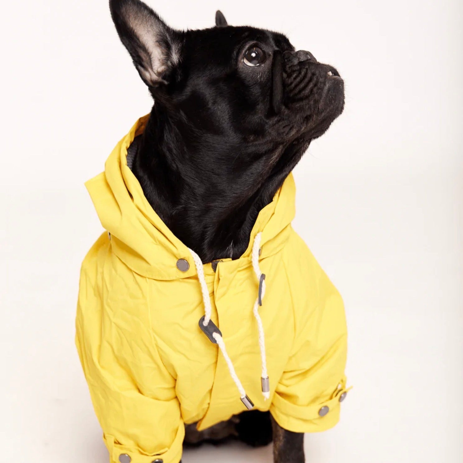 海外犬服 高品質なインポートのドッグウェア通販 海外犬服 高品質なインポートのドッグウェア通販