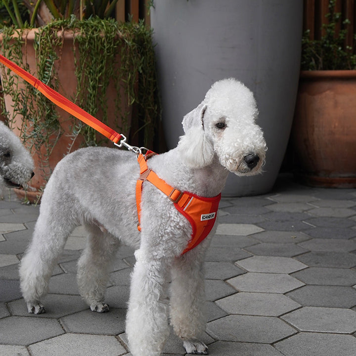 ※予約販売【iCANDOR】Snuggle Harness（SUNSET）