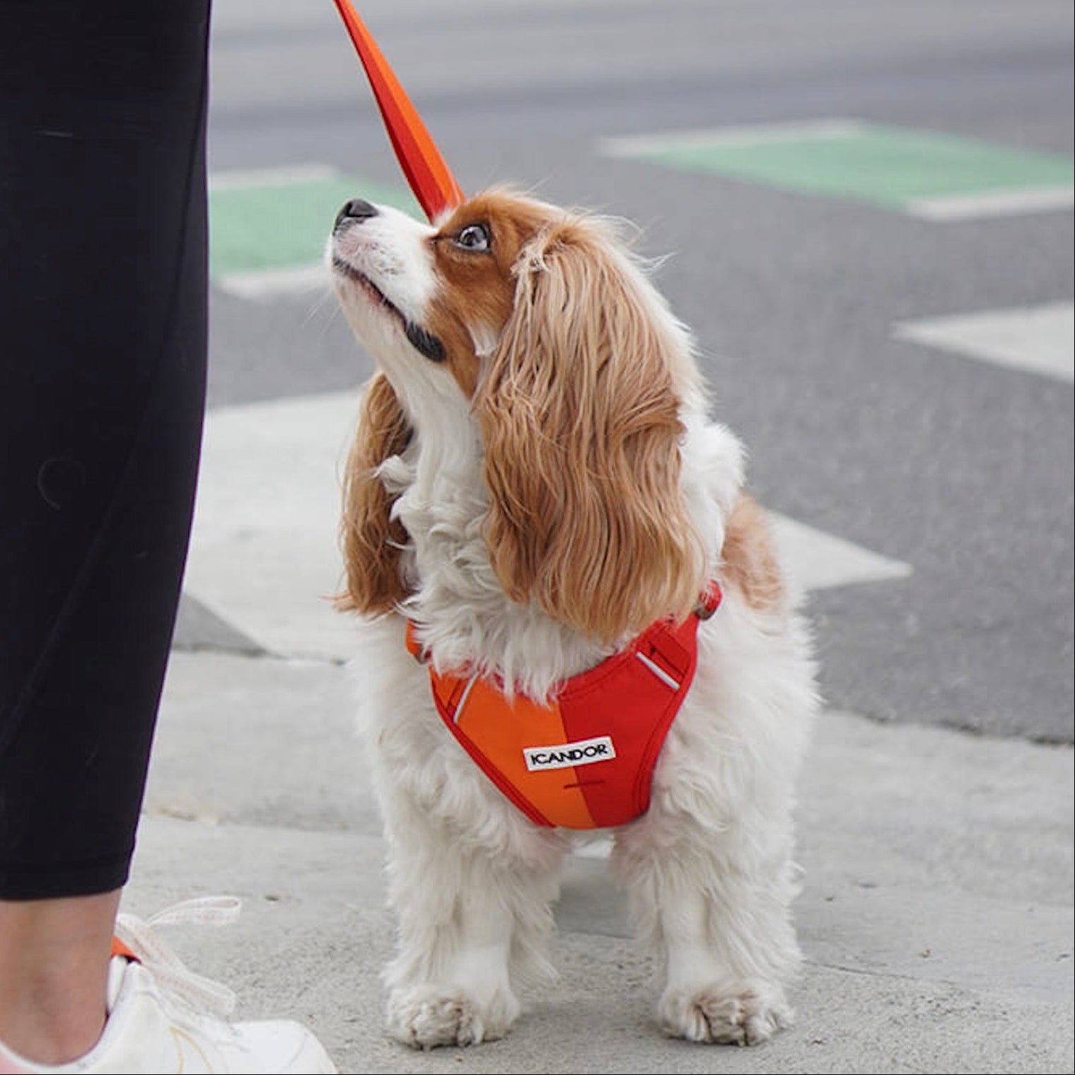 iCANDOR（アイキャンダー） – URBAN DOG TOKYO