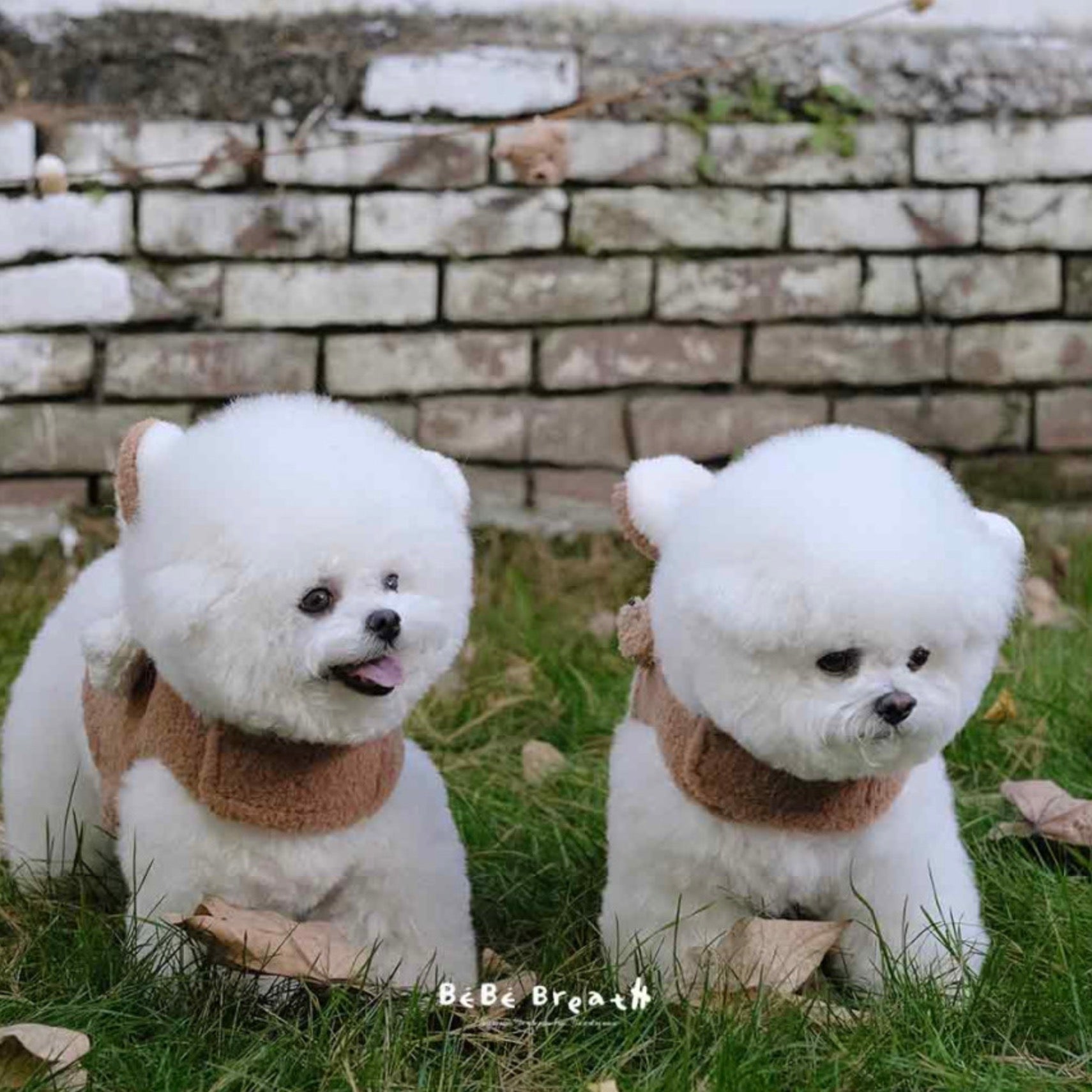 海外犬服 高品質なインポートのドッグウェア通販 