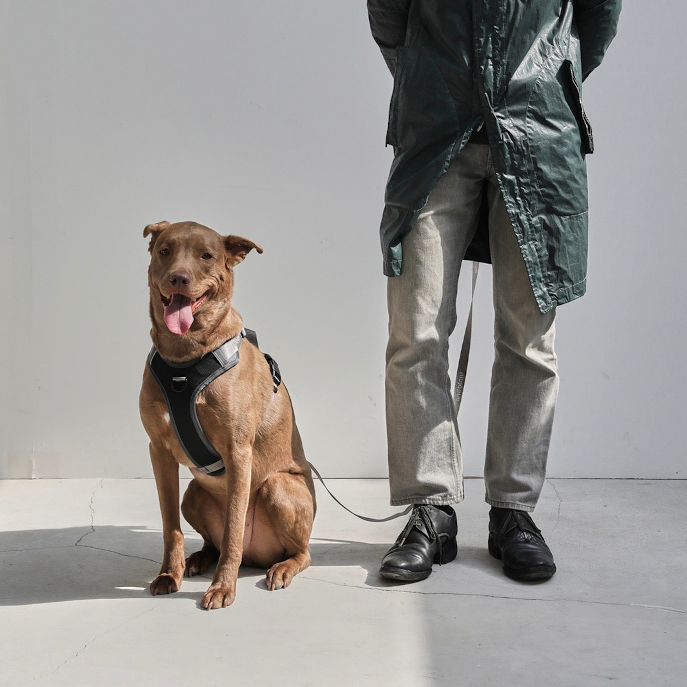 海外犬服 高品質なインポートのドッグウェア通販 