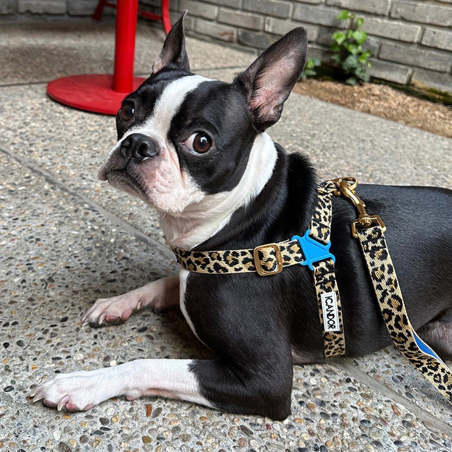即納【iCANDOR】No-Pull Harness（LEOPARD）｜犬用ハーネス