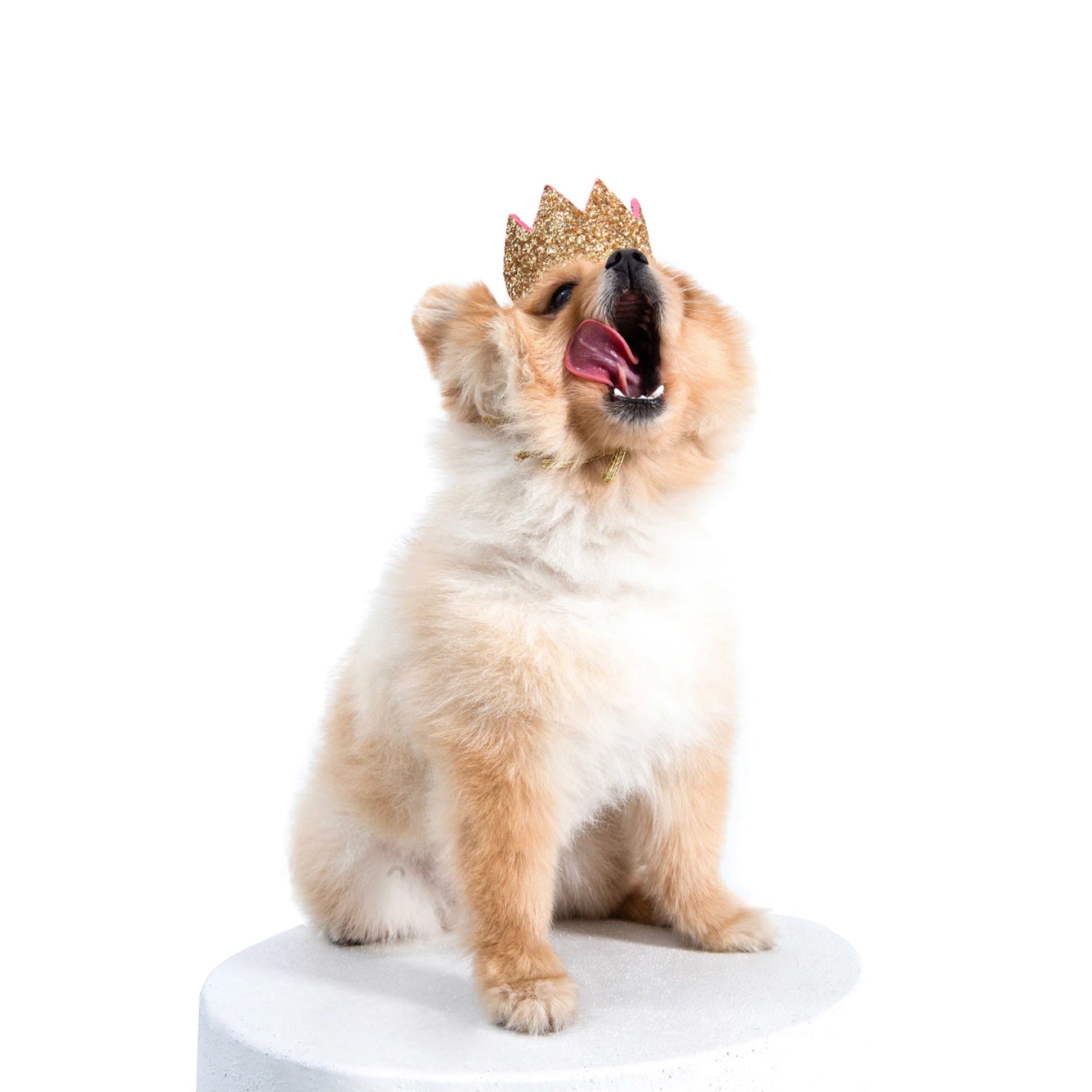 犬服・アクセサリー marimo 海外犬服 高品質なインポートのドッグウェア通販 