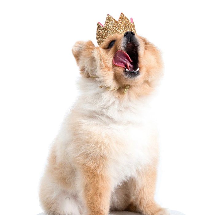 ※予約販売【MOSHIQA】Paris Collection Meta Dog Crown