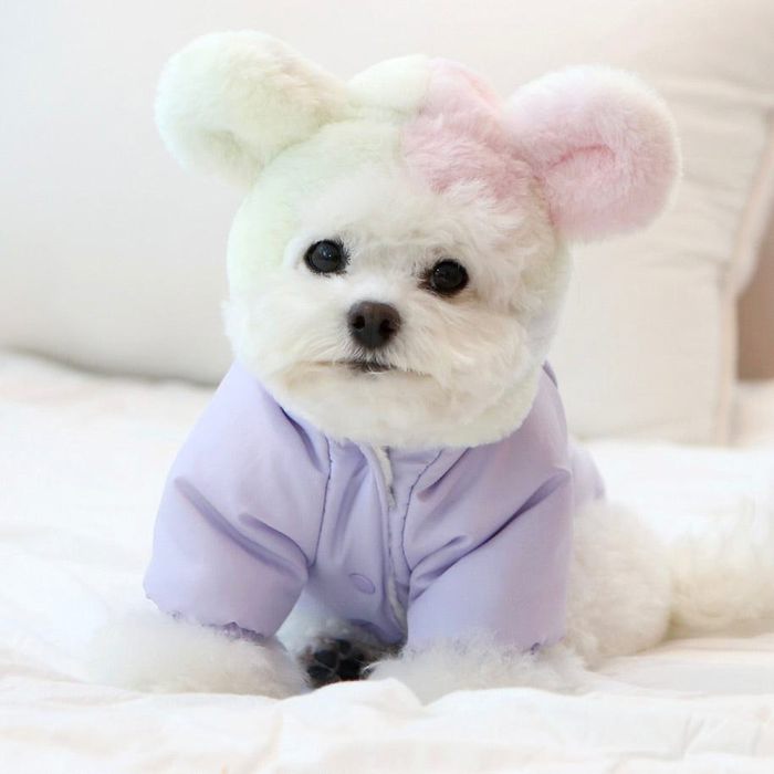 ※予約販売【ITS DOG】Cotton Candy Bear