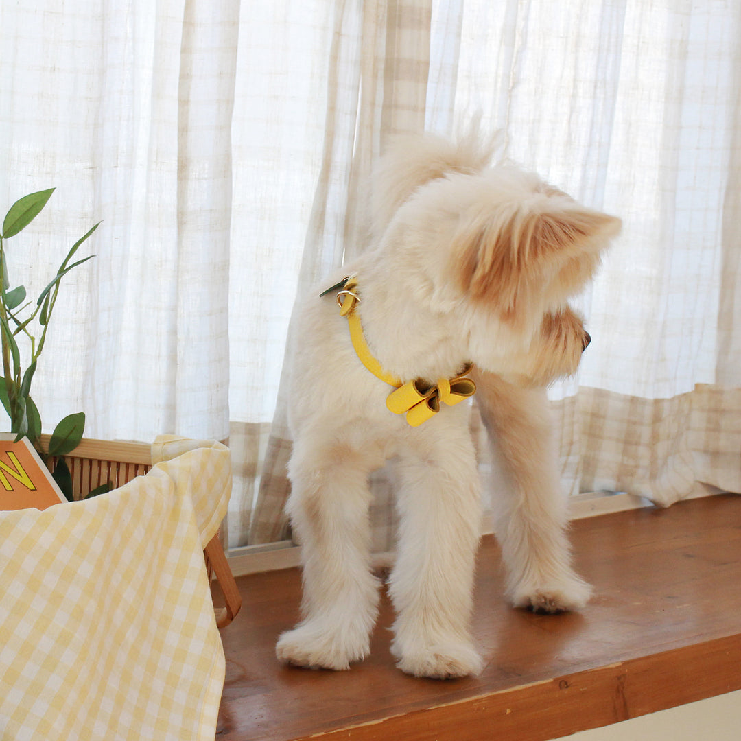 ※予約販売【maison de miu】Soft Ribbon Collar  (Yellow)