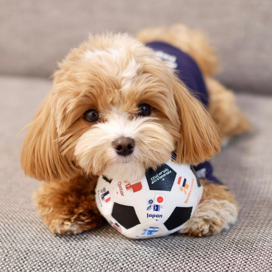 即納【FIFA WORLD CUP QATAR 2022™️】FIFA dog parker（Navy）