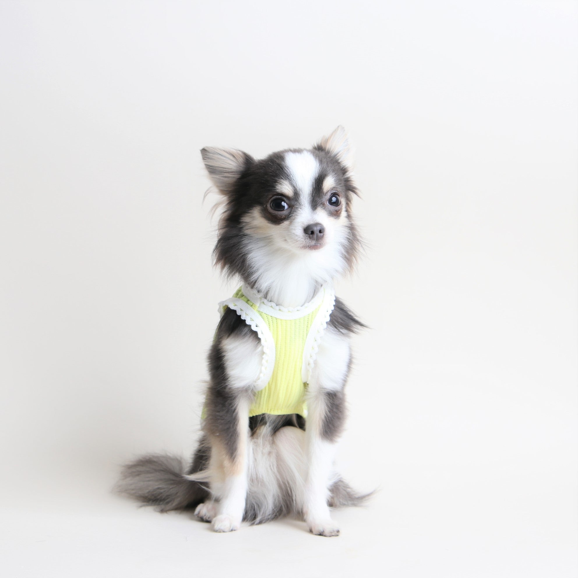 海外犬服 高品質なインポートのドッグウェア通販 