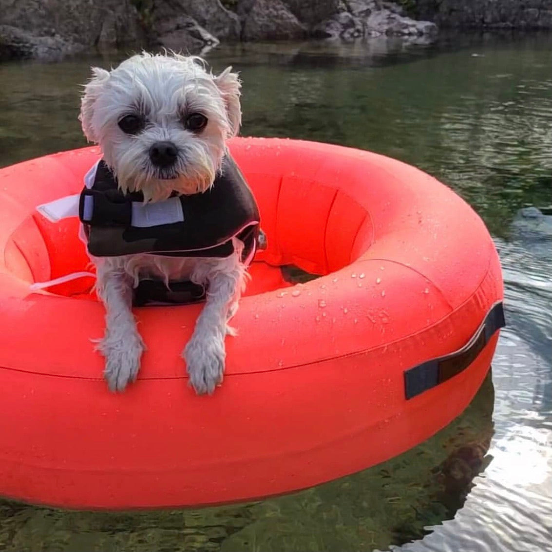 新品　INSIDE DOG & CAT macaron tube犬用　浮き輪 海外犬服 高品質なインポートのドッグウェア通販 