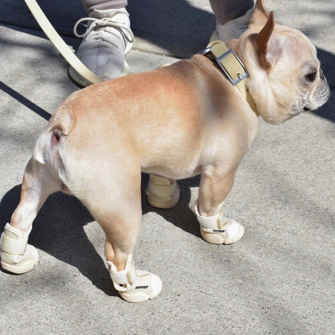 海外犬服 高品質なインポートのドッグウェア通販 