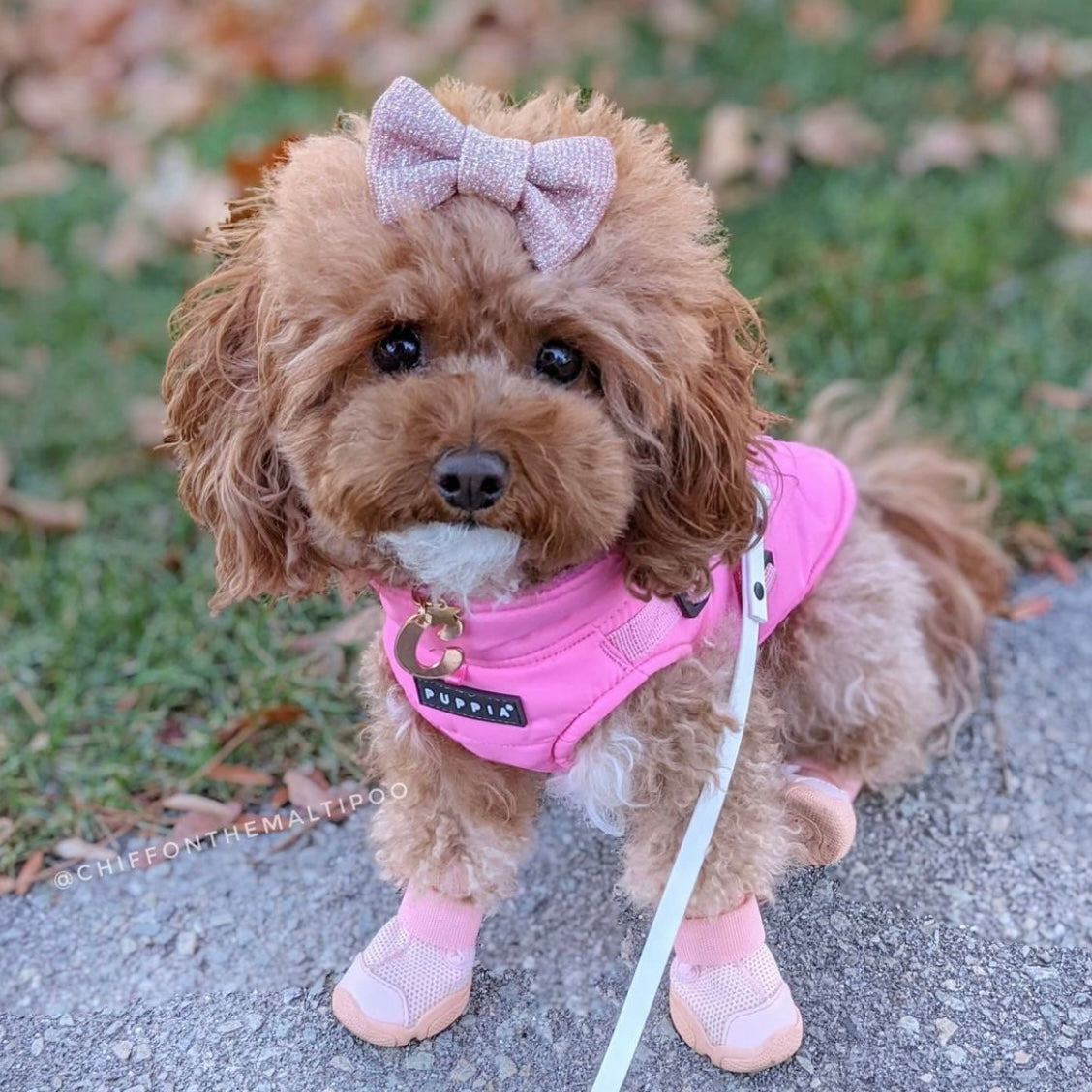 海外犬服 高品質なインポートのドッグウェア通販 