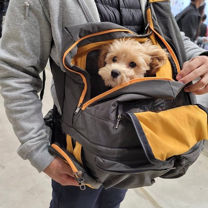 ※予約販売【INSIDE DOG & CAT】 Health maintenance care bag（グレー/イエロー）
