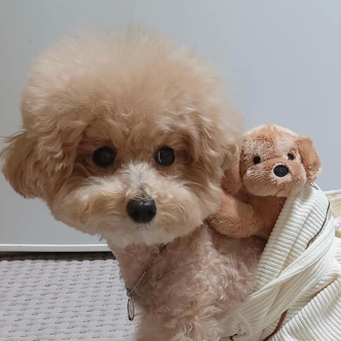 海外犬服 高品質なインポートのドッグウェア通販 