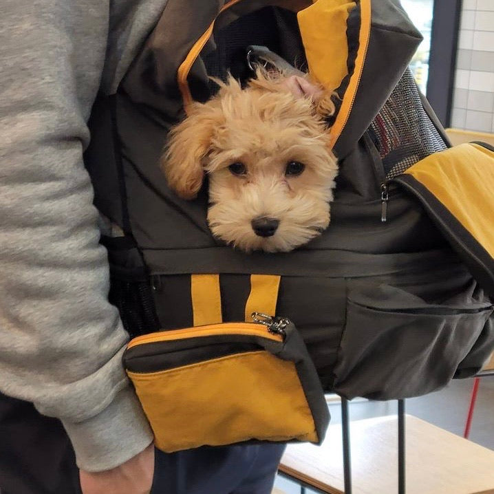 ※予約販売【INSIDE DOG & CAT】 Health maintenance care bag（グレー/イエロー）