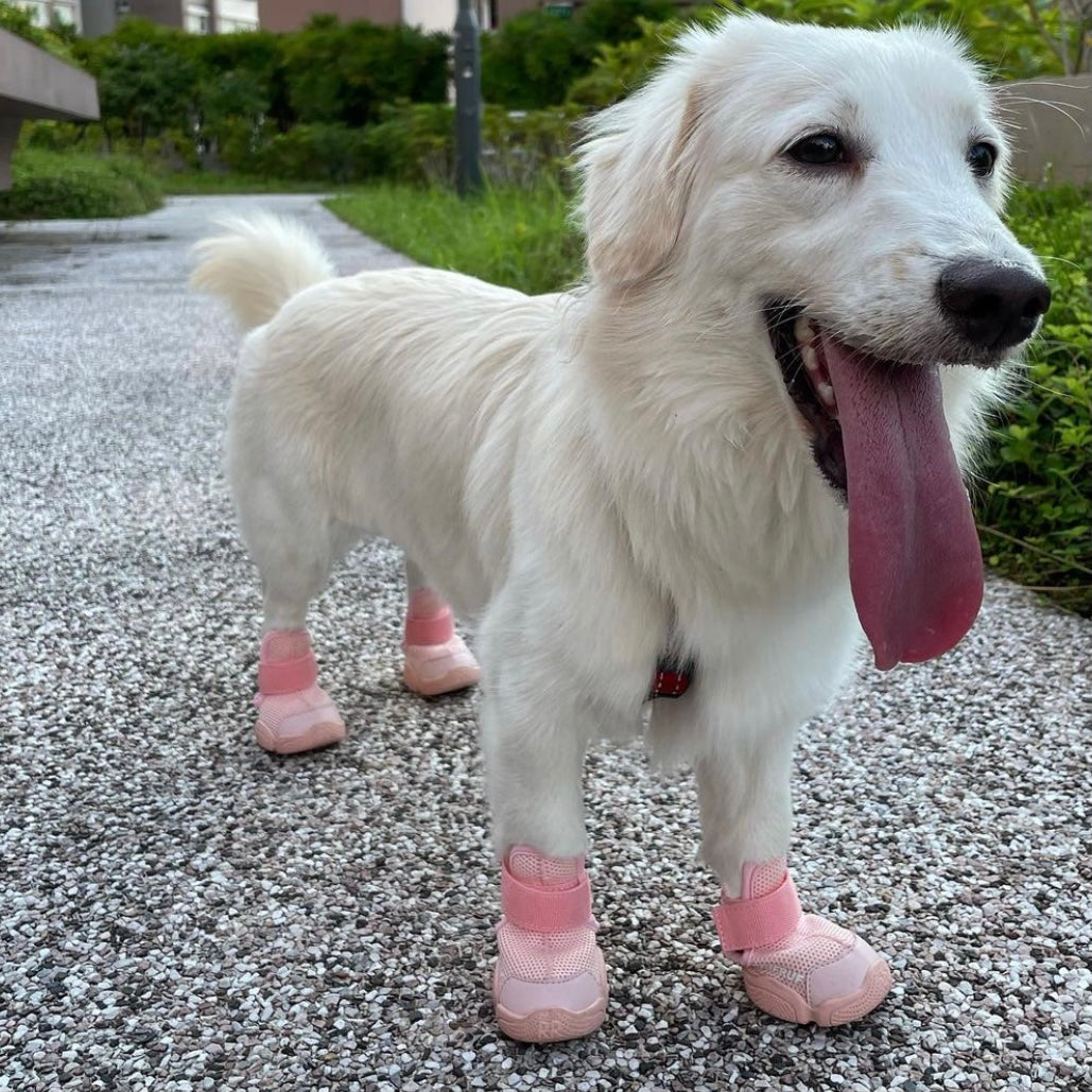 海外犬服 高品質なインポートのドッグウェア通販 