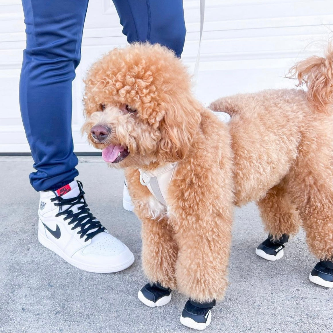 海外犬服 高品質なインポートのドッグウェア通販 