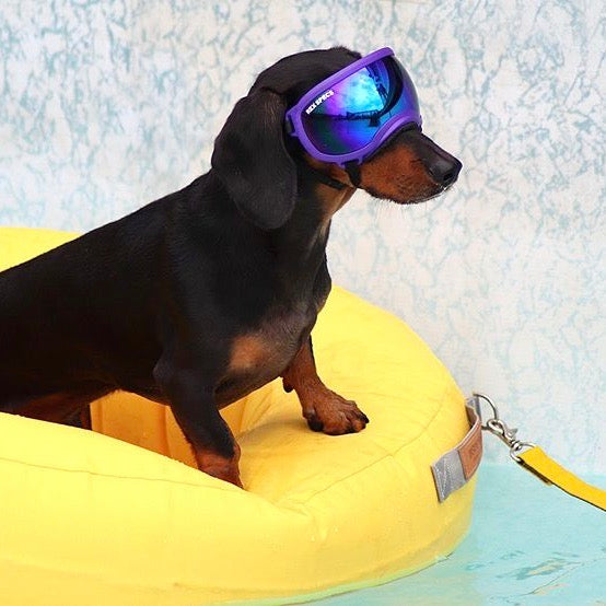 海外犬服 高品質なインポートのドッグウェア通販 