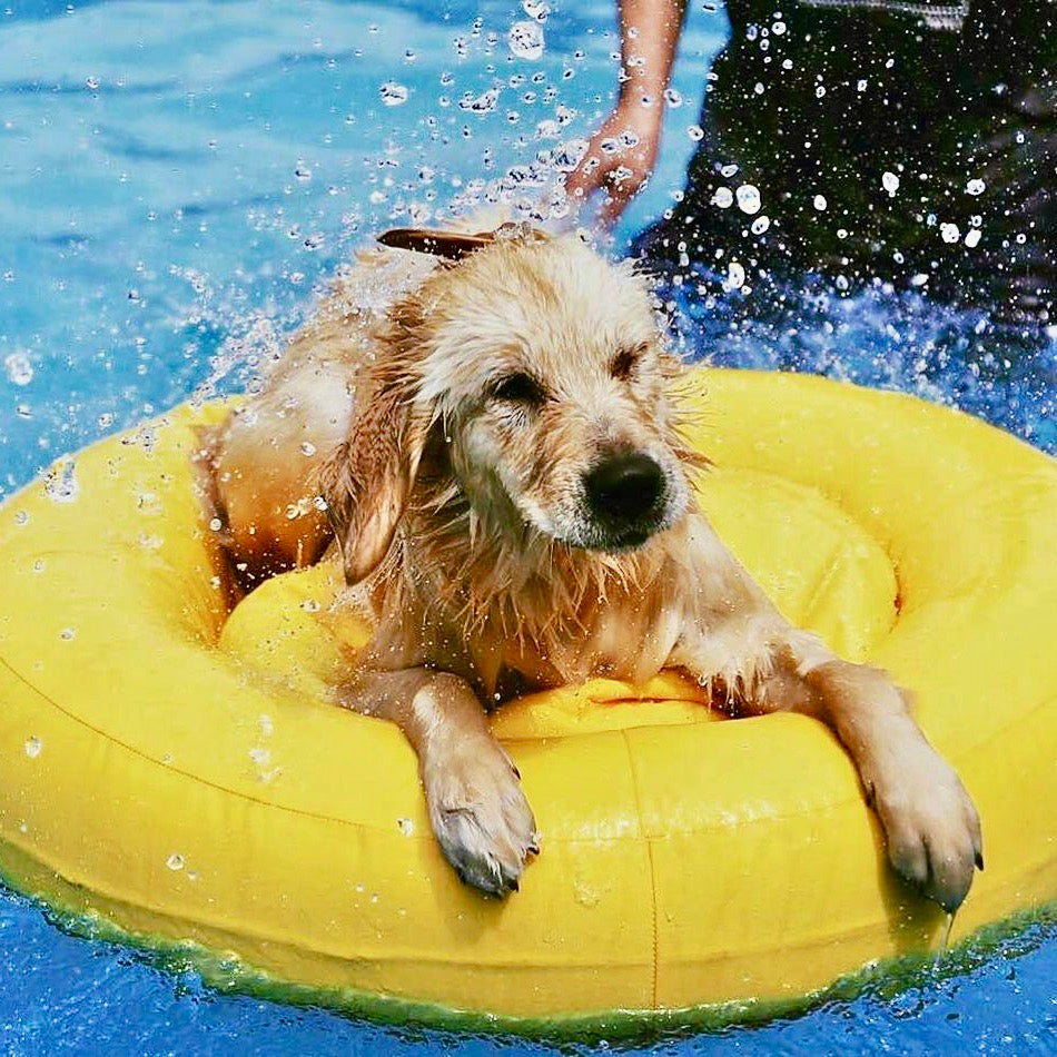 新品　INSIDE DOG & CAT macaron tube犬用　浮き輪 海外犬服 高品質なインポートのドッグウェア通販 